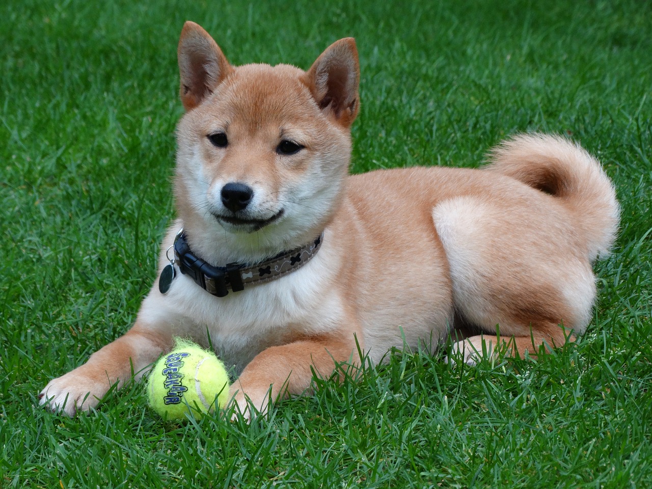 愛知県犬山市リトルワールドは犬連れで入園できる 愛犬と世界一周旅行を体験 いぬいぬどっとこむ