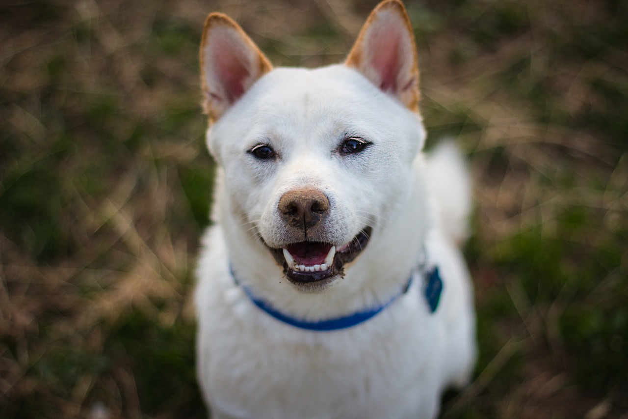 犬がペットシーツを噛む対策 おもちゃ以外で遊ばない賢い犬になる３つの方法 いぬいぬどっとこむ