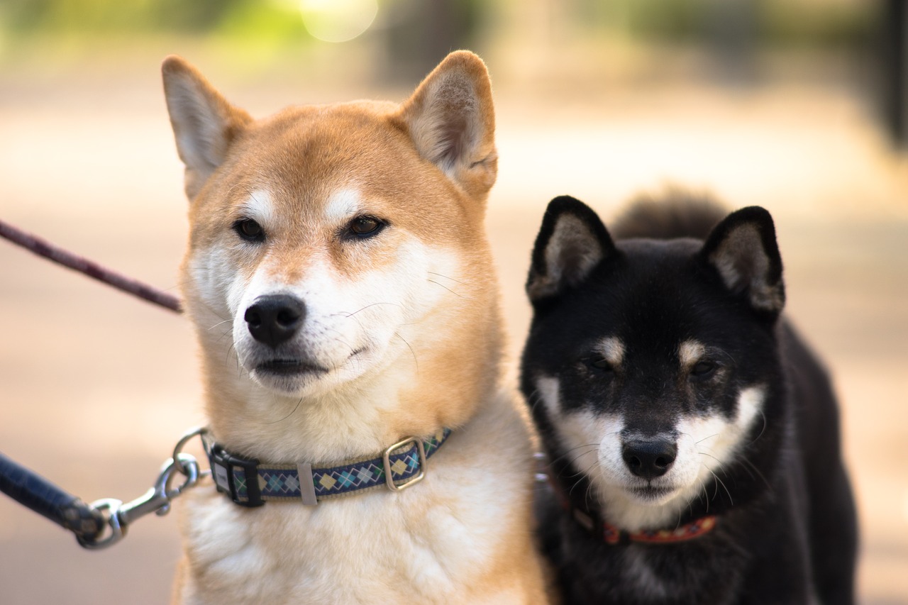 愛知県犬山市リトルワールドは犬連れで入園できる 愛犬と世界一周旅行を体験 いぬいぬどっとこむ