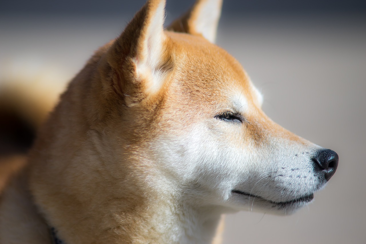 犬の肉球ケア オリーブオイルでカサカサがぷにぷに いぬいぬどっとこむ