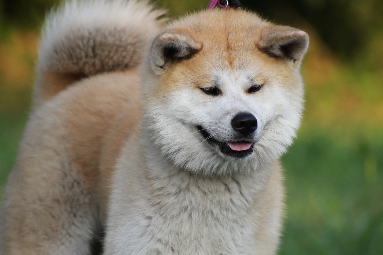 ザギトワは動物好き なぜロシア人は秋田犬を飼いたがるのか いぬいぬどっとこむ