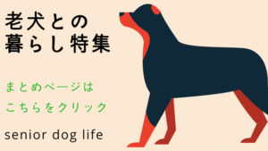 桐谷美玲の愛犬は三浦翔平と仲良し 一緒に散歩する姿を目撃され結婚間近 いぬいぬどっとこむ