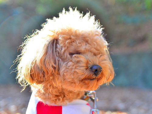 深田恭子の愛犬の犬種と名前は ペットを仕事現場にも連れてくるほど溺愛 いぬいぬどっとこむ