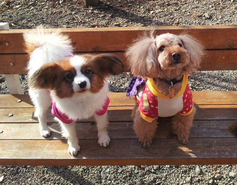 トイプードルとパピヨンの相性は 多頭飼いしている方の愛犬達の生活を紹介 いぬいぬどっとこむ